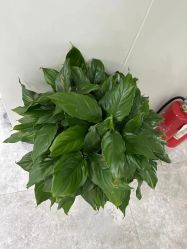 点击看大图 -悟空祛痘·诺奖技术专业店