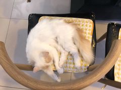 -平行世界·猫咖(首经贸店)
