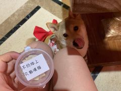 -猫色咖啡·猫咖
