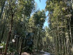 -黄海国家森林公园