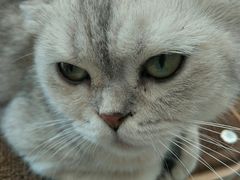 -飞行喵MR PILOT|猫舍·猫咖(静安大融城店)