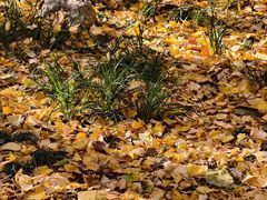 -西安市长乐公园