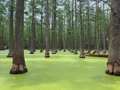 -渌洋湖湿地公园