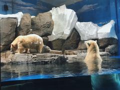 -海合安武汉极地海洋公园