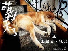 -喜柴咖啡·柴犬狗咖