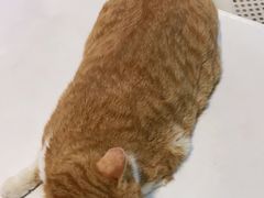 -御宝贝·A梦猫科宠物医院(国际猫友好医院)