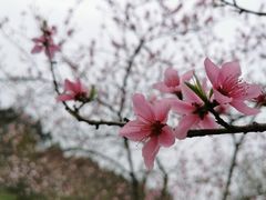 -秀丽东方