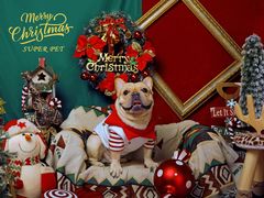 -超宠爱宠物摄影-Super pet