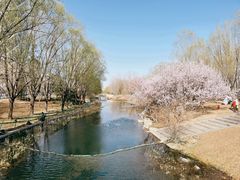 -大望京公园