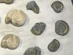 -青岛贝壳博物馆