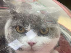 -瑞派天宁宠物医院·猫科·异宠中心