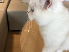 -猫腻·猫咖·撸猫馆(星光大道店)