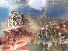 -阿伍海鲜大排档(塔湾金沙店)