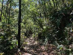 -旗山国家森林公园