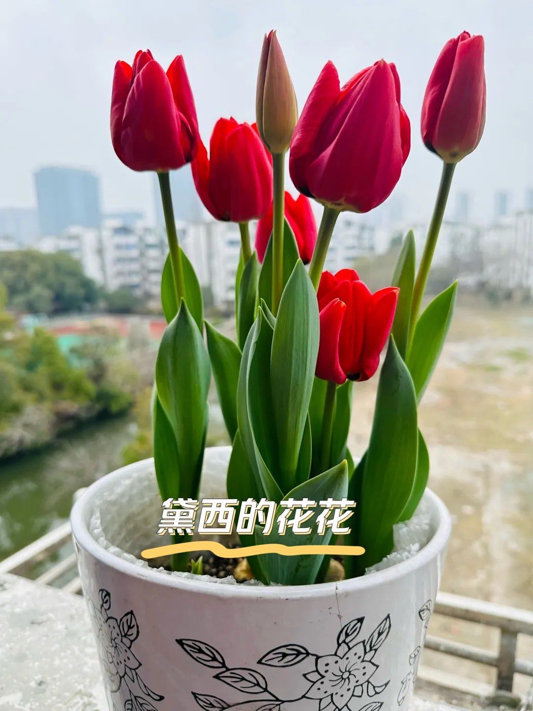 快看我的郁金香开花了