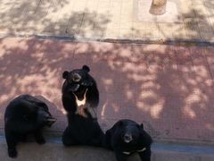 -西霞口神雕山野生动物世界