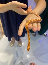 -Moni星球萌宠·小马宝莉·灵蛇·高端高阶全萌宠互动体验俱乐部(红豆国际广场店)