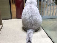 -藏猫猫咖啡主题馆(中央大道店)