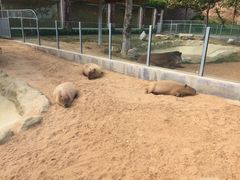 -西霞口神雕山野生动物世界