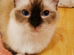 -momokira米努特·德文卷毛猫·棉花面纱犬