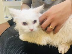 -momokira米努特·德文卷毛猫·棉花面纱犬
