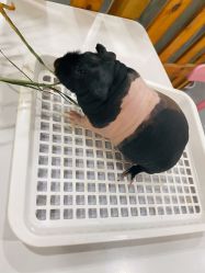 -Moni星球萌宠·小马宝莉·灵蛇·高端高阶全萌宠互动体验俱乐部(红豆国际广场店)