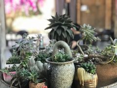 -金谷域澳洲庄园