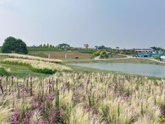 -空港花田景区