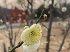 -洛阳市隋唐城遗址植物园