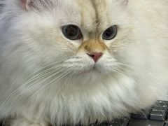 -艾贝尔宠物医院·24H转诊中心·肿瘤猫专科(江宁双龙店)
