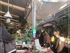 -曲阳花鸟市场(曲阳路店)