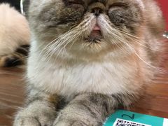-猫色咖啡·猫咖