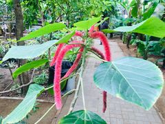 -呀路古热带植物园