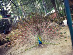 -铁山坪森林公园