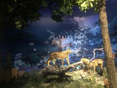 -国家自然博物馆