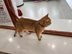 -共舞时光猫咖·狗咖(新街口店)