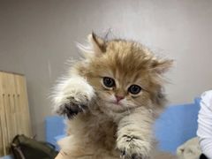 -喵百万·布偶·蓝金金渐层英短·猫舍(百子湾店)
