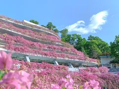 -深圳仙湖植物园
