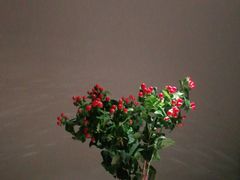 -菩提素素食餐厅(晶郦馆店)