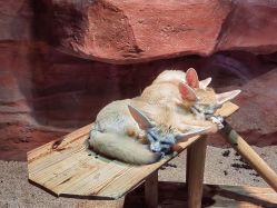 -Zoolung Zoolung动物主题公园(海信广场店)