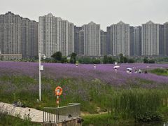 -洋湖国家湿地公园