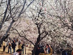 -桃花堤公园