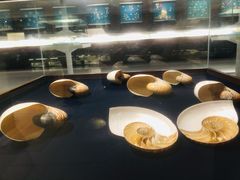 -青岛贝壳博物馆