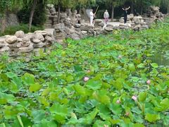 -莲湖公园