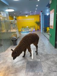 点击看大图 -神奇动物撸宠馆·羊驼·小浣熊·异宠(豫园店)