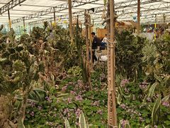 -南宫五洲植物乐园