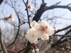 -香雪海