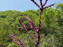 -西安祥峪森林公园