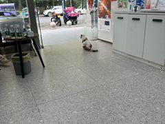 -四月宠物医院·猫专科·心脏专科·内科(转塘店)