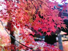 -常寂光寺